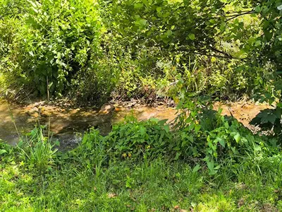 a dirt road with grass and weeds and trees at Softa in Travnik