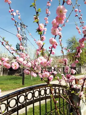 a tree with pink flowers on a fence at ENNI in Bihać