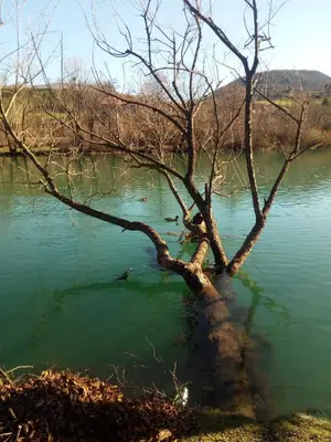 a tree in the water with ducks in it at ENNI in Bihać