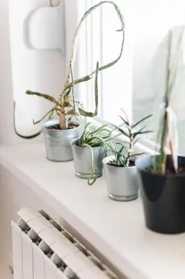 a row of plants sitting on a window sill at Apartment Jupiter in Tuzla