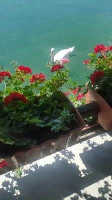 a vase filled with red flowers and a swan in the water at Apartman View Una in Bihać