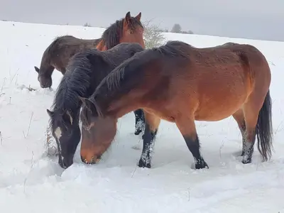 three horses are standing in the snow at Domacinstvo na kraju svijeta in Šipovo