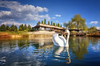 a white swan in the water in front of a house at Etno Village Cardaci in Vitez
