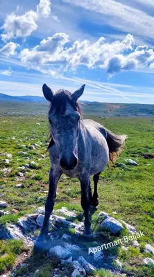 a horse standing on top of a grassy field at Apartman Baljak in Livno