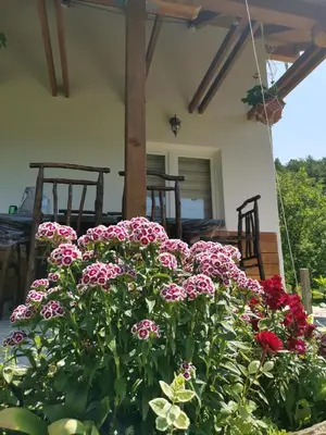 a pot of flowers in front of a house at Nektar Park Villa Sara in Bihać