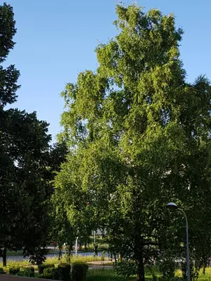 a large tree in a park with a street light at Apartman Taša in Banja Luka