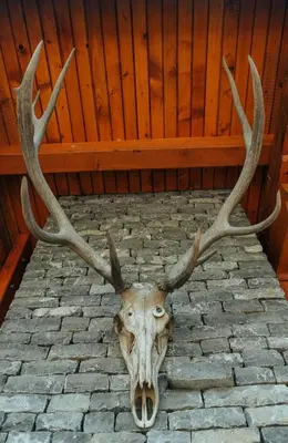 a deer head with antlers on a brick floor at Prenoćište/Restoran Lovac in Bihać