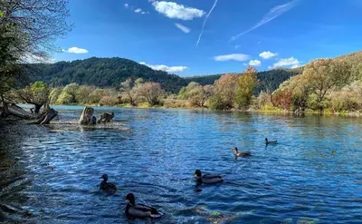 a group of ducks swimming in a river at Crystal Račić in Bihać