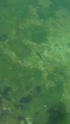 a fish is swimming in the murky water at Studio Apartman SAJRA in Kulen Vakuf