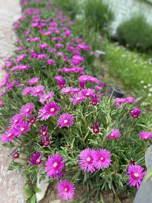 a bunch of pink flowers in a garden at Sobe Lara in Gradačac