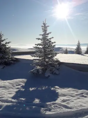 a christmas tree in the snow with the sun behind it at Adria in Kupres