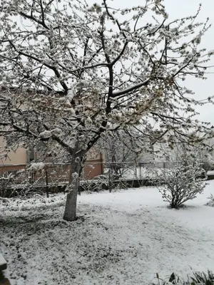 a tree covered in snow in front of a building at Apartman ANA Livno - biker friendly in Livno