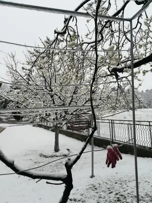 a snow covered tree branch with a pair of gloves at Apartman ANA Livno - biker friendly in Livno