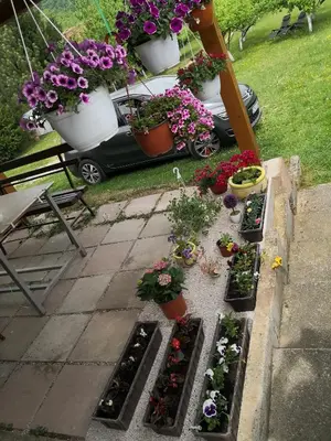 a group of flowers in pots on a patio at Holiday Home Dragon in Visoko