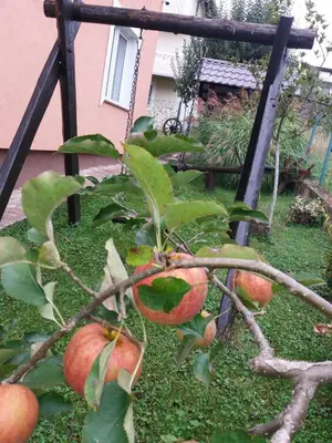 a bunch of apples growing on a tree at Apartman Fantasy Zavidovici in Zavidovići