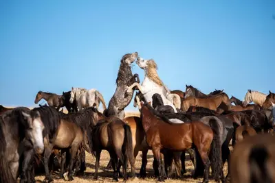 two giraffes are standing in a herd of horses at Apartmani Kaić in Livno