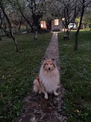 a dog sitting on a path in a park at COUNTRY HOUSE in Bihać