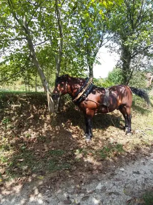 a brown horse standing next to a tree at COUNTRY HOUSE in Bihać