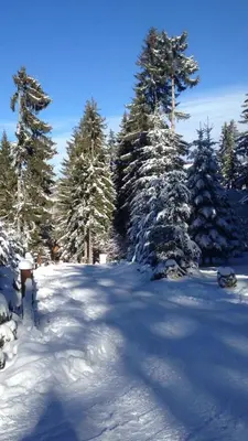 a field covered in snow with trees in the background at Apartmani Megara Vlasic in Šišava
