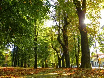a park with leaves on the ground and trees at Hostel Room in Banja Luka
