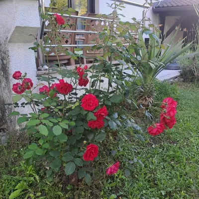 a bunch of red roses in a garden at Villa Behić in Bihać