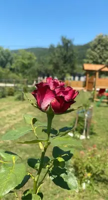 a pink rose is growing in a garden at Wooden House Ripac in Bihać