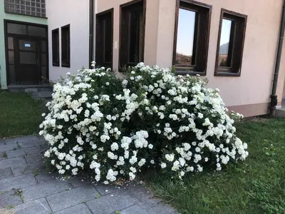 a large bush of white flowers in front of a building at Sound apartment in Fojnica