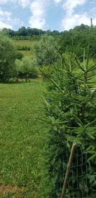 a fence with a pine tree in a field at Vikendica na Janju in Šipovo