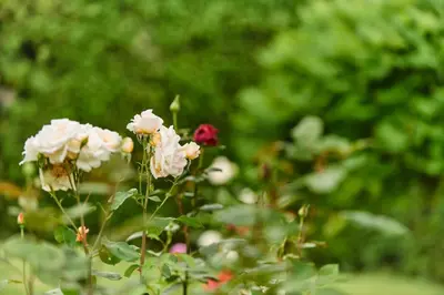 a group of white and red flowers in a garden at Guest house Al Meri in Travnik