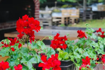 a group of red flowers in a garden at Stone room-Kamena soba in Šipovo