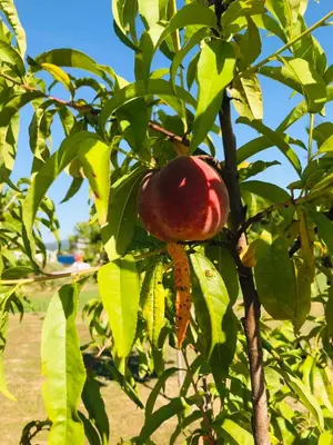 a red fruit on a tree with green leaves at Apartmani Dada Kanjon Grmuša in Bihać