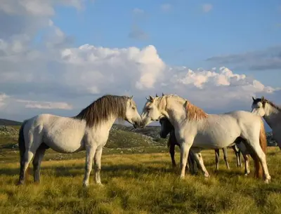 a group of horses standing in a field at Apartment Dolic - Your peaceful spot with a panoramic view in Livno