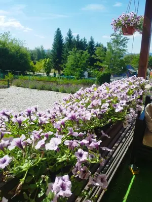 a bunch of purple flowers in a garden at Perla Accommodation in Visoko