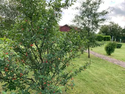 a tree with apples on it in a garden at Family resort TRAPISTI in Banja Luka