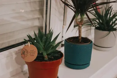 three potted plants sitting on a window sill at Take it easy Apartment in Visoko