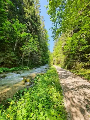 a dirt road next to a river with trees at Apartman Teddy12-Vlašić in Vlasic
