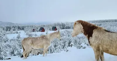 two horses and a baby horse standing in the snow at Ranč Crna stina in Livno