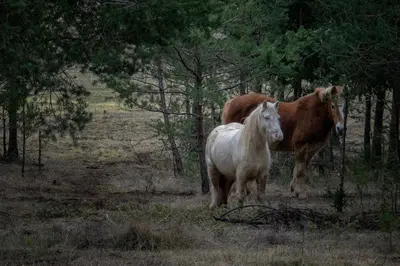 two horses standing in a field with trees at Ranč Crna stina in Livno