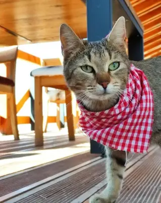 a cat wearing a red and white shirt at Malak Farma in Kakanj