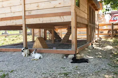 a group of rabbits laying around a house at Malak Farma in Kakanj