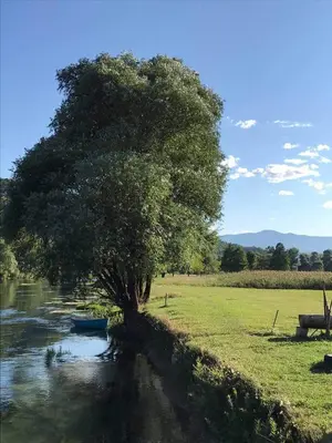 a tree in the middle of a river at Vikendica Na Plivi in Šipovo