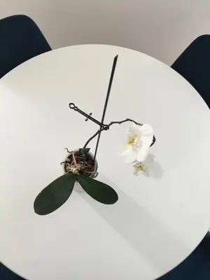 a white table with two white flowers on it at Royal Residence in Visoko