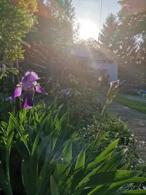 a garden with purple flowers and the sun shining at Relax house in Visoko