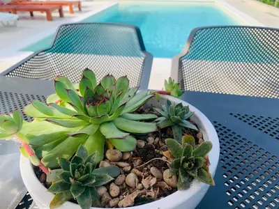 a potted plant sitting on a table near a pool at Vikendica Nature park Banja Luka in Banja Luka