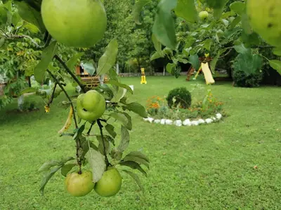 a bunch of apples hanging from a tree in a yard at Rest House Ripac in Praščijak