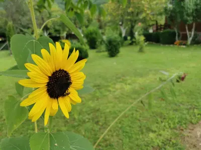 a yellow sunflower is standing in a yard at Rest House Ripac in Praščijak