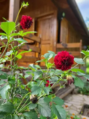 a group of red flowers in front of a house at Rest House Ripac in Praščijak