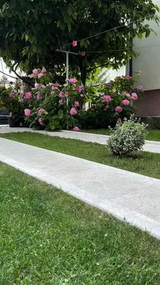 a sidewalk in front of a building with pink flowers at Visoko New Concept - 7 minutes from the Pyramids - City Center in Visoko