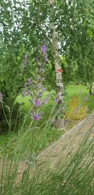 a plant with purple flowers in a garden at Green Garden Lohovo in Bihać