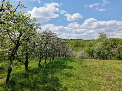 a row of apple trees in a field at Weekend house & apartments Dubrave in Visoko